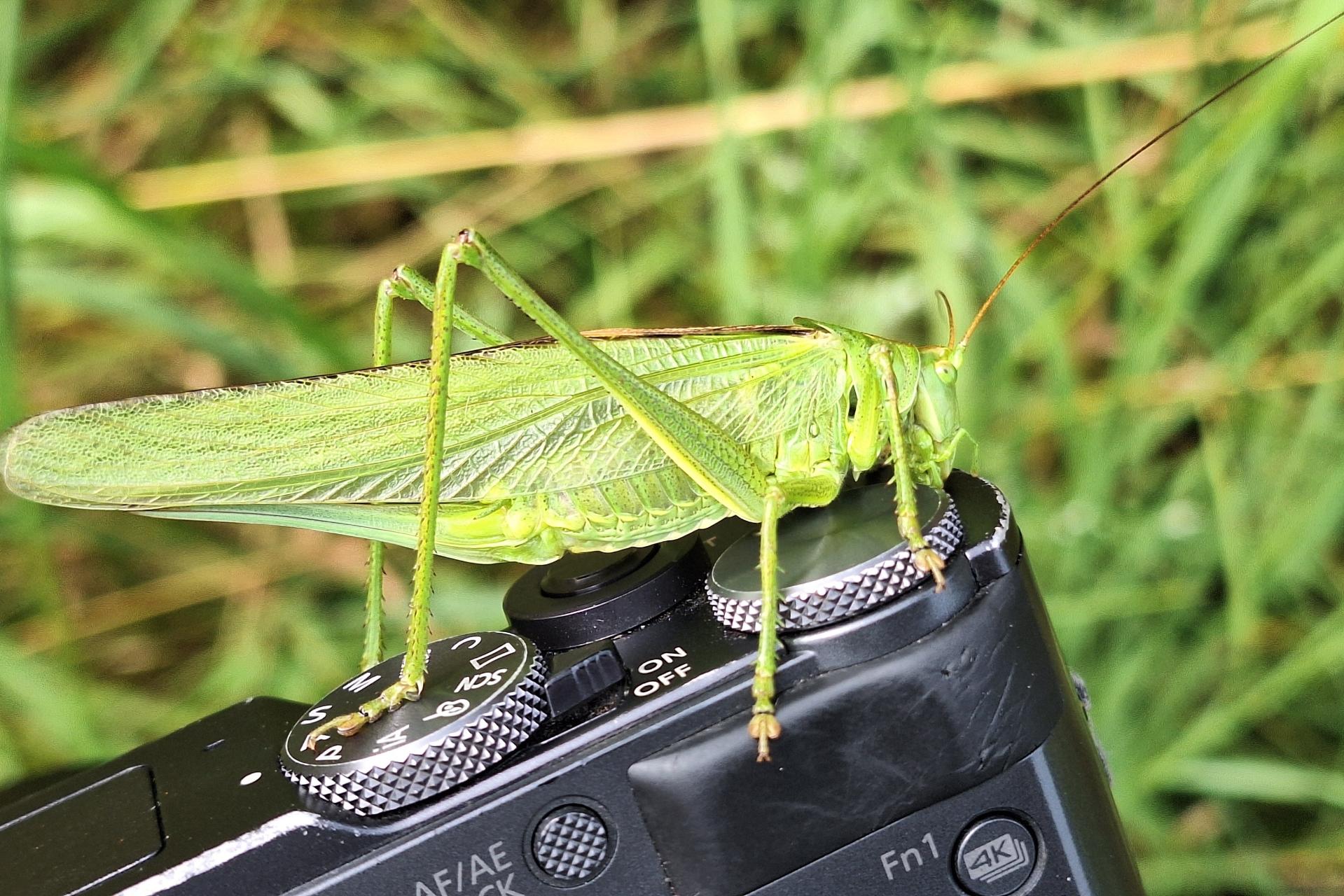 Eine grüne Heuschrecke sitzt auf einer Kamerasteuerung vor unscharfem, grasigem Hintergrund.