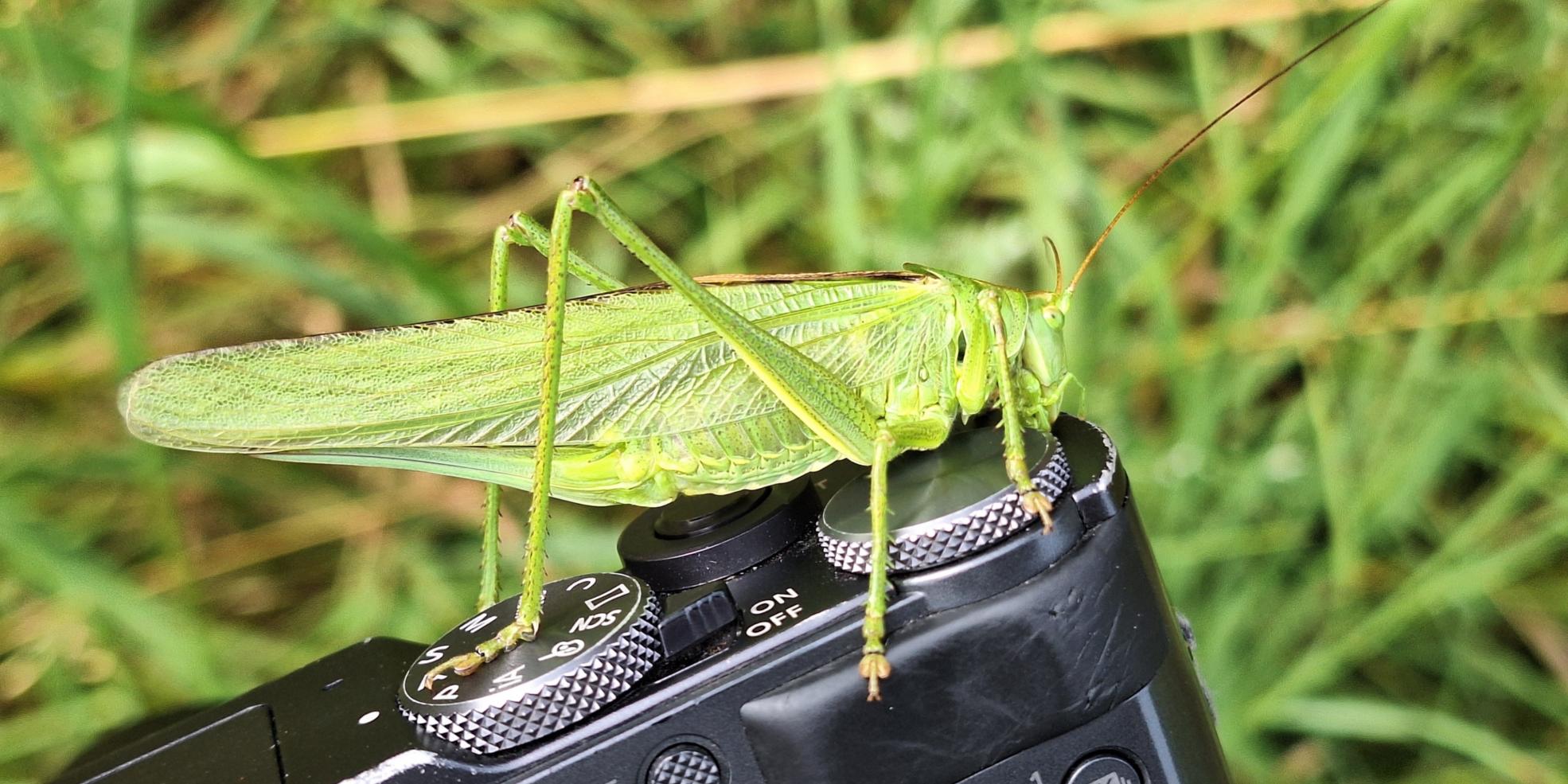 Eine grüne Heuschrecke sitzt auf einer Kamerasteuerung vor unscharfem, grasigem Hintergrund.
