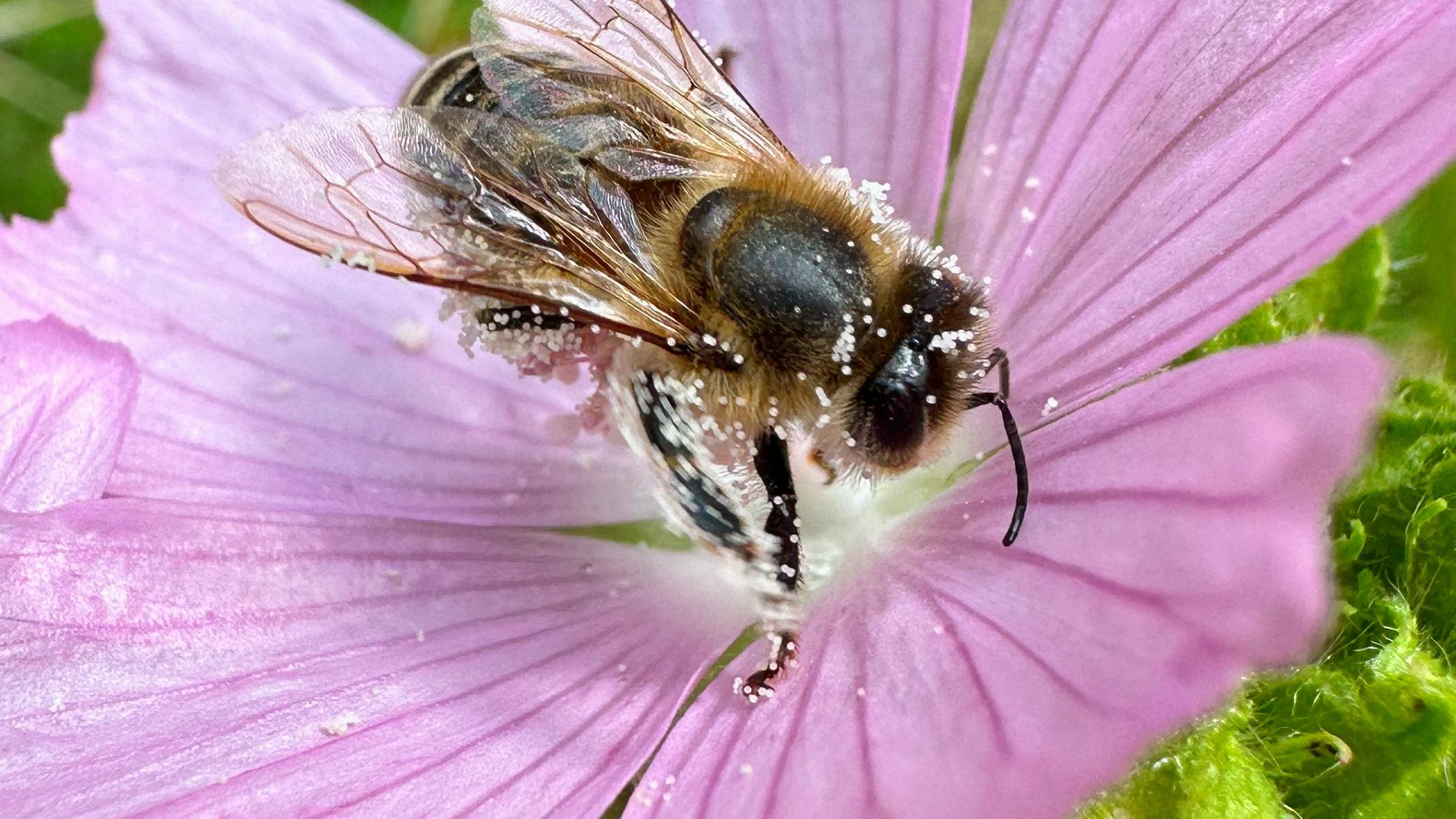 Eine pelzige Wildbiene sammelt Pollen auf der Blüte einer zartrosa Malve.