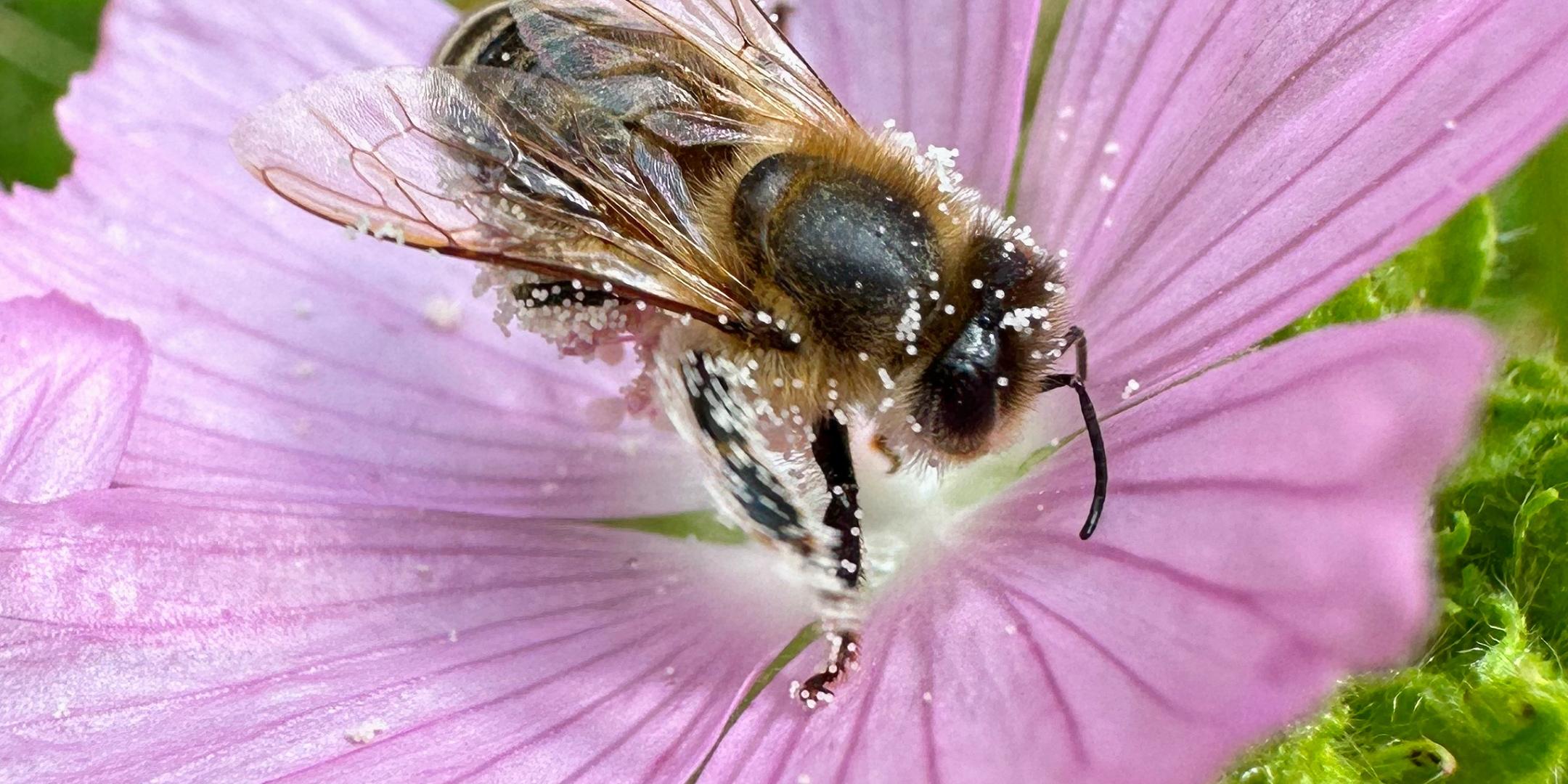 Eine pelzige Wildbiene sammelt Pollen auf der Blüte einer zartrosa Malve.