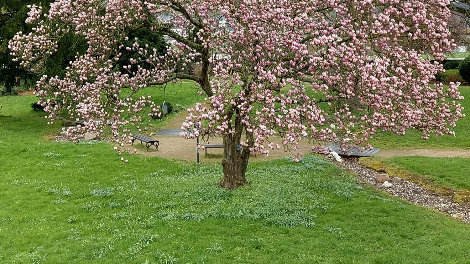 Blühender Magnolienbaum im Park, dahinter ein kahler Baum und grüne Wiese.