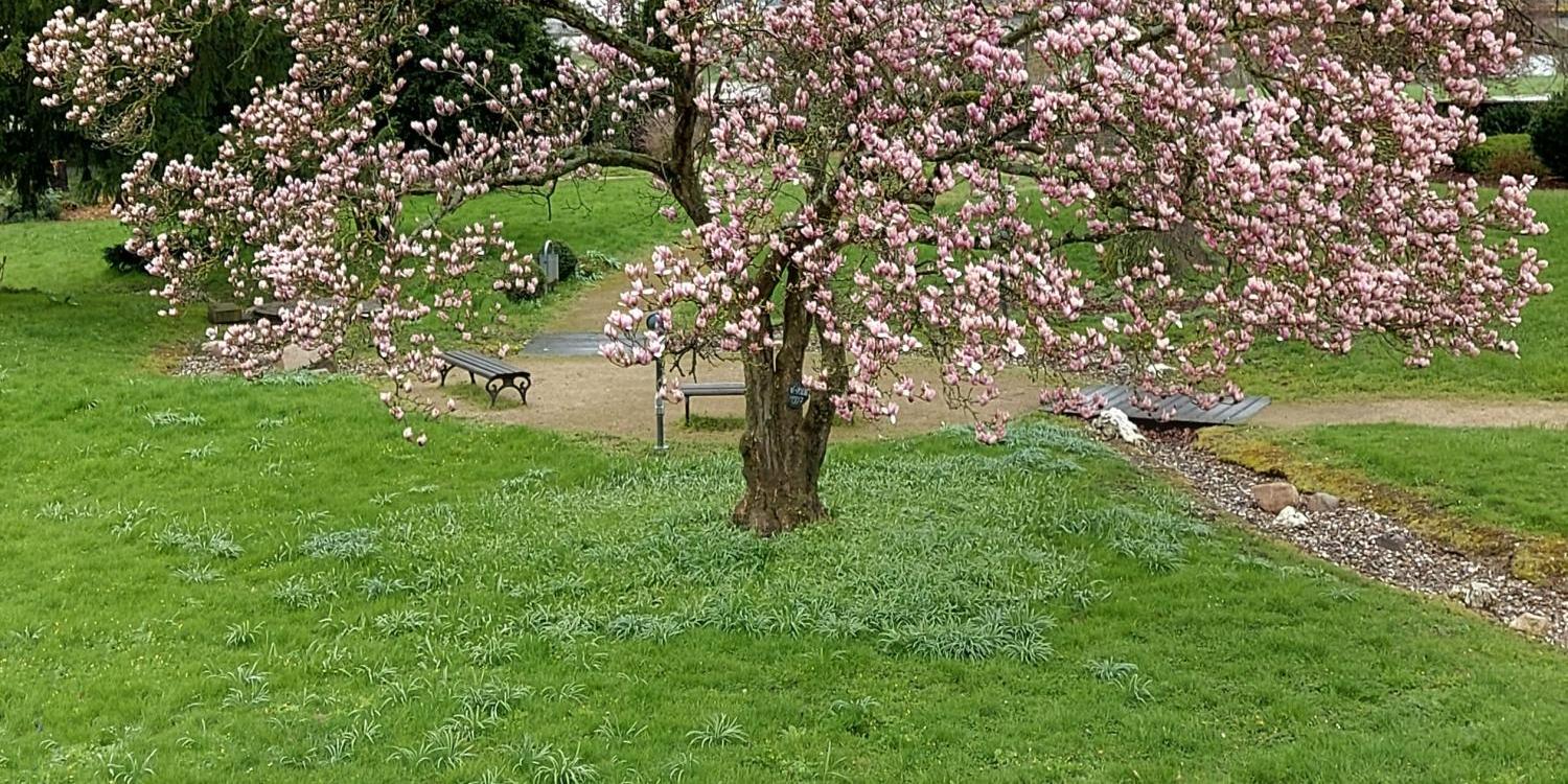 Blühender Magnolienbaum im Park, dahinter ein kahler Baum und grüne Wiese.