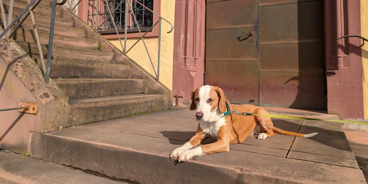 Hund liegt angeleint vor einer Kirchentür auf Steinstufen in der Sonne.