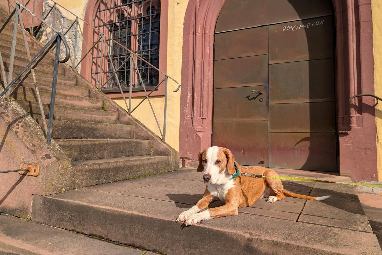 Hund liegt angeleint vor einer Kirchentür auf Steinstufen in der Sonne.