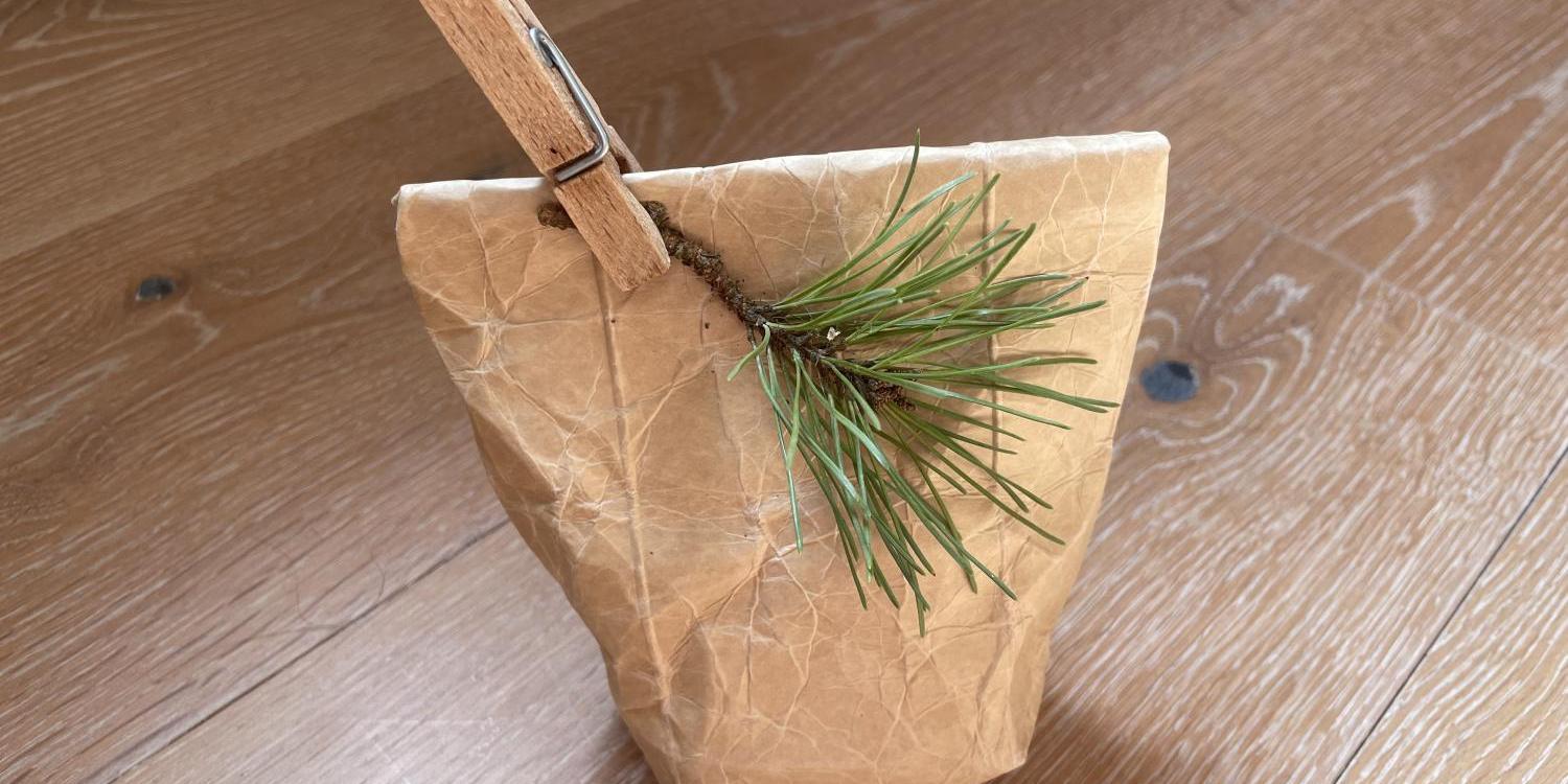 Braune Papiertüte mit Tannenzweig und Holzklammer auf Holzboden.