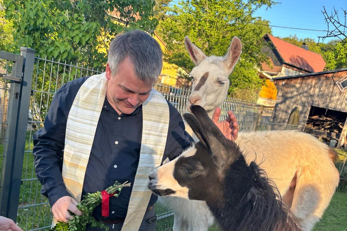 Eine Person mit Stola steht zwischen zwei Lamas auf einer Wiese.