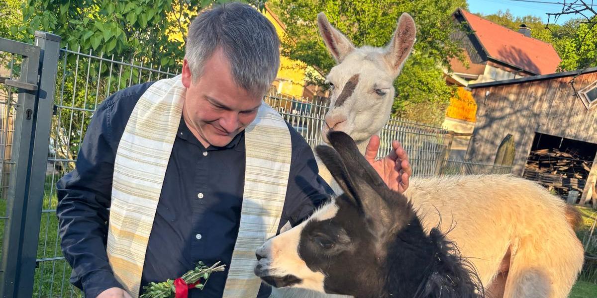 Eine Person mit Stola steht zwischen zwei Lamas auf einer Wiese.