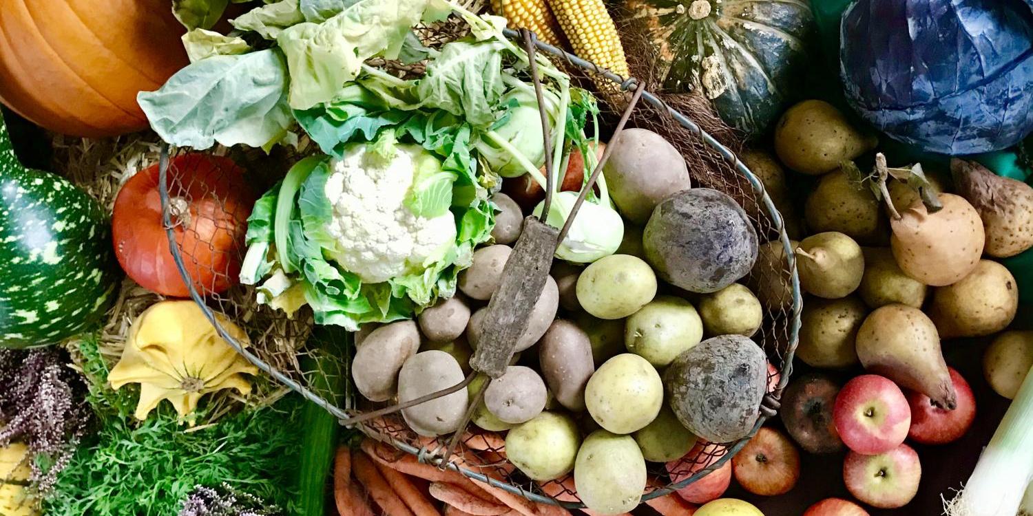 Das Foto zeigt eine bunte Vielfalt an frischem Gemüse und Obst, darunter Kürbisse, Kohl, Kartoffeln, Karotten, Äpfel, Mais und Kräuter, dekorativ auf einem Tisch arrangiert.
