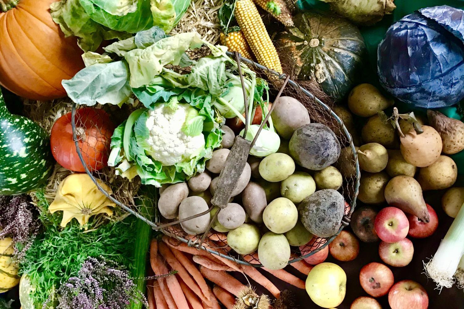 Das Foto zeigt eine bunte Vielfalt an frischem Gemüse und Obst, darunter Kürbisse, Kohl, Kartoffeln, Karotten, Äpfel, Mais und Kräuter, dekorativ auf einem Tisch arrangiert.