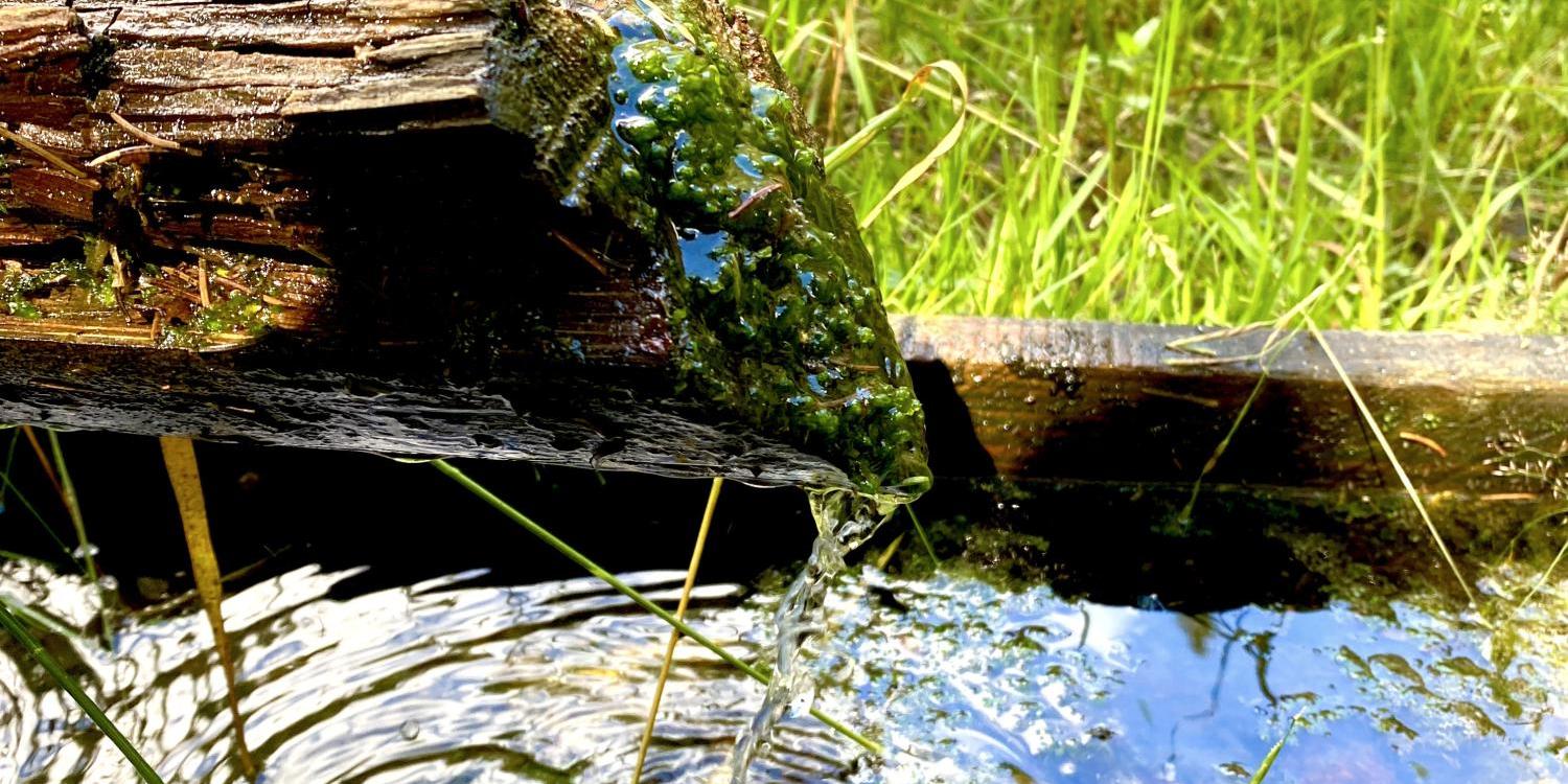 Klares Wasser fließt aus Holzrinne in einen kleinen Teich im grünen Gras.