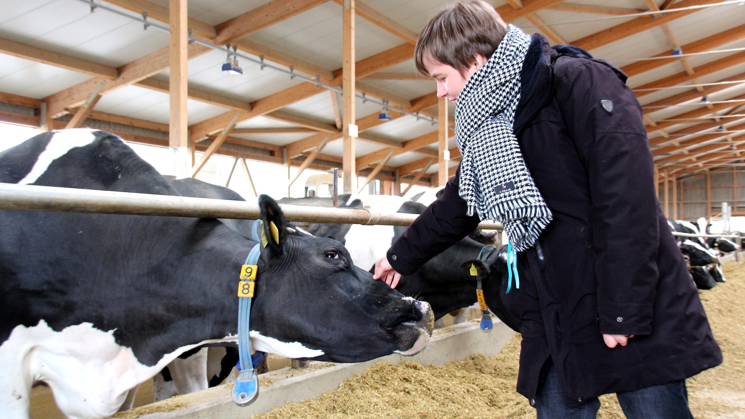 Eine Frau in schwarzem Mantel und kariertem Schal streichelt eine schwarz-weiße Kuh in einem Stall.