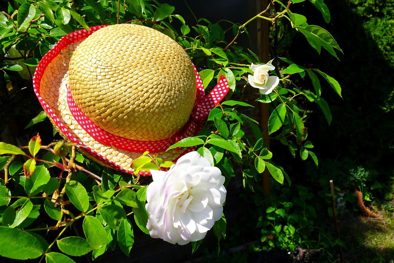 Strohhut mit rotem Band hängt an einem blühenden Rosenstrauch.