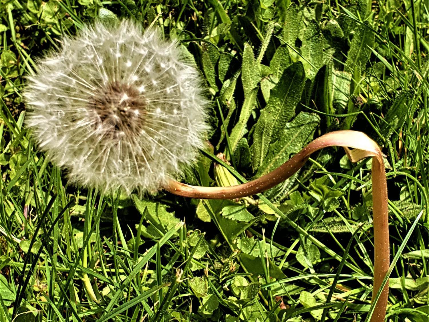 Pusteblume mit gebogenem Stängel im grünen Gras