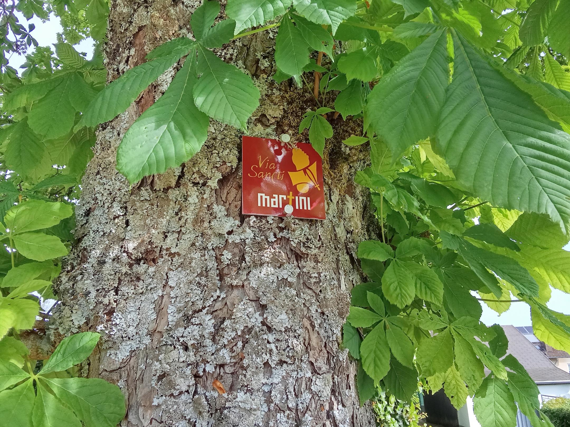 Ein Baumstamm, daran ein kleines rotes Wegschild mit der Aufschrift „Via Sancti Martini“.
